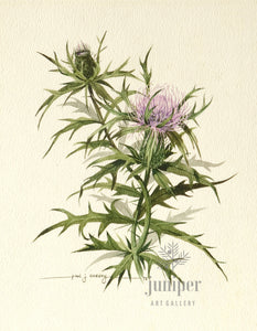 Milk Thistle (reproduction from original watercolor by Paul J Sweany)