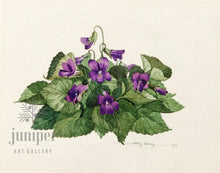 Violets (reproduction from original watercolor by Paul J Sweany)