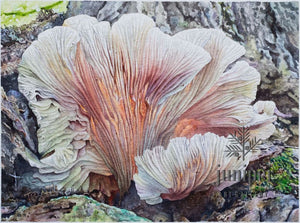 Angel Wing Mushroom (reproduction) by Erin Duff