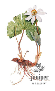 Bloodroot (reproduction) by Erin Duff