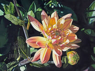 Dahlia (reproduction) by Erin Duff