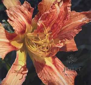Daylily (reproduction) by Erin Duff
