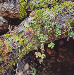Moss (reproduction) by Erin Duff