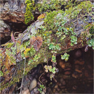 Moss (reproduction) by Erin Duff