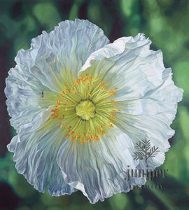 White Poppy (reproduction) by Erin Duff
