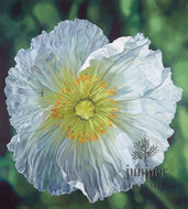 White Poppy (reproduction) by Erin Duff