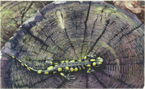 Salamander on the Stump, giclee reproduction from an original watercolor by Brian Gordy