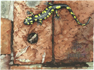 Salamander on Bricks, giclee reproduction from an original watercolor by Brian Gordy