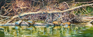 Softshell Hilton, giclee reproduction from an original watercolor by Brian Gordy