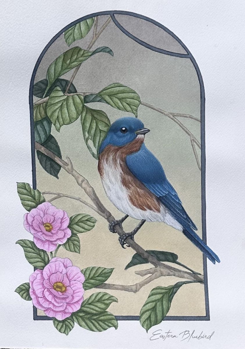 Eastern Bluebird by Jonathan Nash