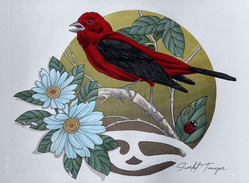 Scarlet Tanager by Jonathan Nash