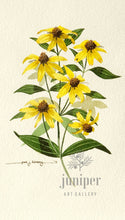 PJS-Reproduction - Black Eyed Susans & Jack in the Pulpit by Paul J Sweany