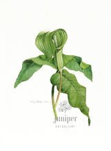 Reproduction - Jack in the Pulpit by Paul J Sweany