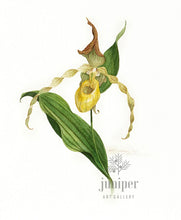 PJS-Reproduction - Milk Thistle & Lady Slipper by Paul J Sweany