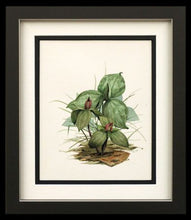 Trillium, ORIGINAL watercolor by Paul J Sweany