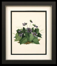 Wild Violets, ORIGINAL watercolor by Paul J Sweany