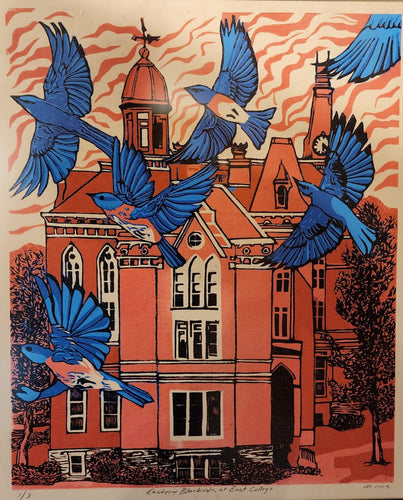 Eastern Bluebirds at East College  by M. Rees