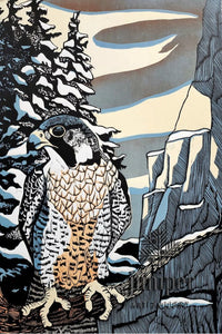 Peregrine Falcon (reproduction) by M. Rees