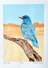 Pinyon Jay by Danielle Urschel