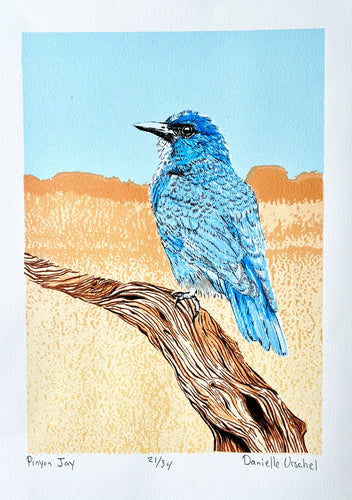 Pinyon Jay by Danielle Urschel