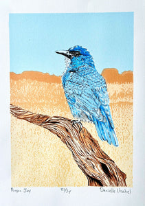 Pinyon Jay by Danielle Urschel