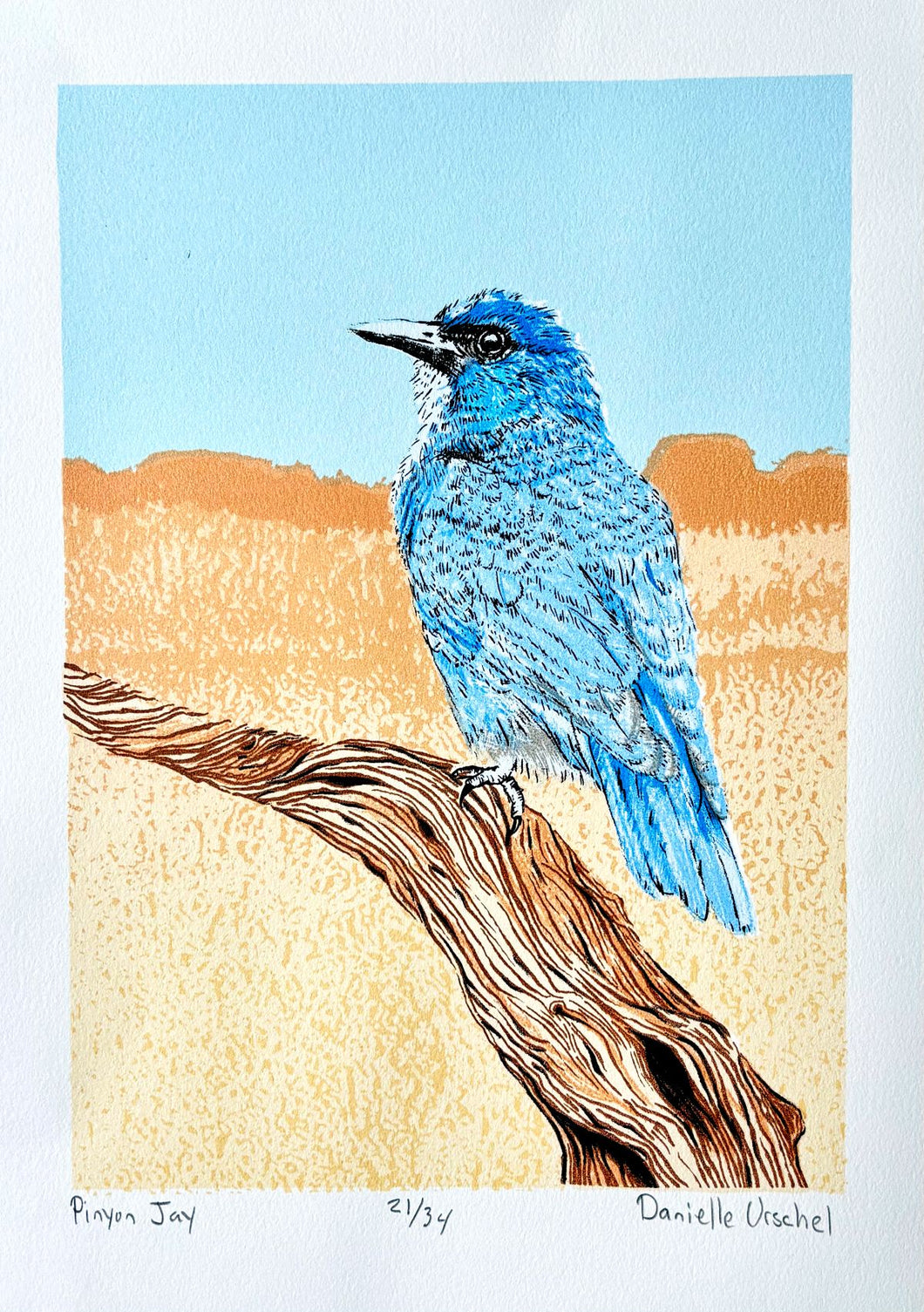 Pinyon Jay by Danielle Urschel