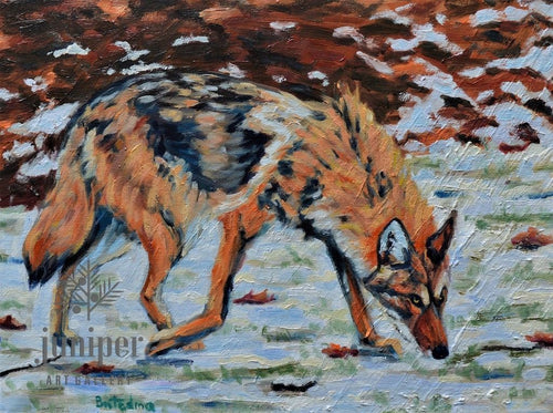 Coyote by Grace (Butedma) Gonso