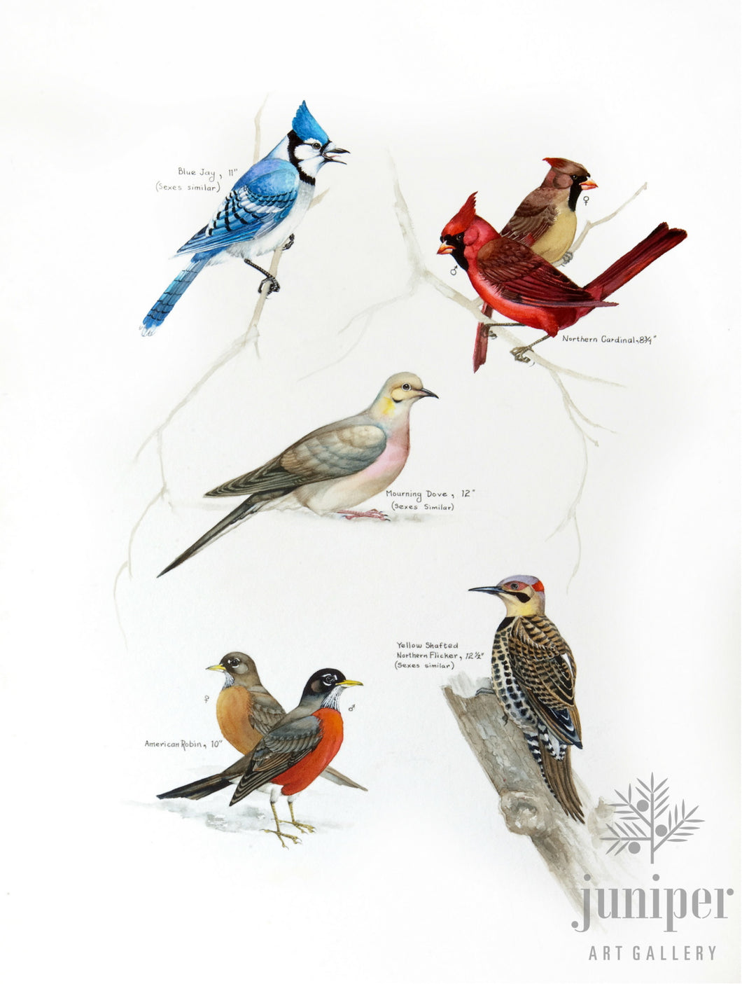 Common Indiana Birds (from original watercolor by Paul J Sweany)