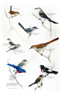 Common Indiana Birds (from original watercolor by Paul J Sweany)