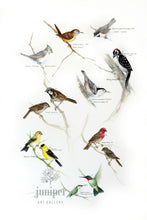 Birds of Indiana 1 - by Paul J Sweany