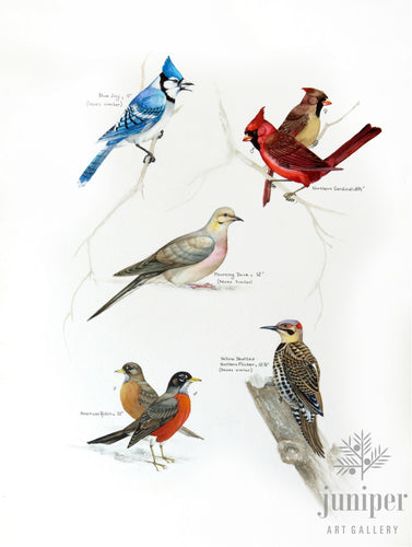 Birds of Indiana 1 - by Paul J Sweany