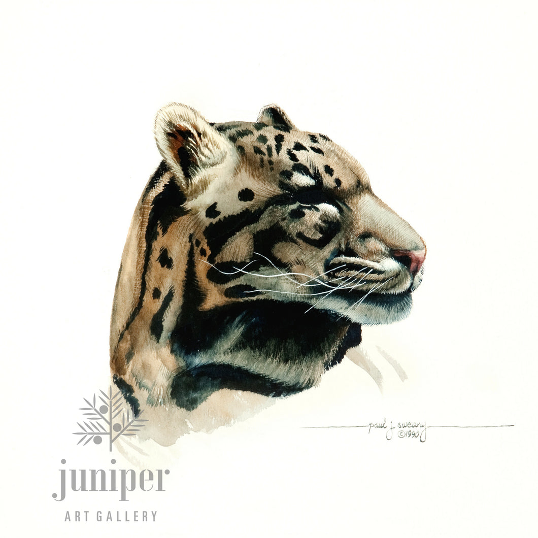 Jaguar, reproduction from original watercolor by Paul J Sweany