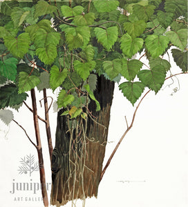 A Matter of Vine (reproduction from original watercolor by Paul J Sweany)