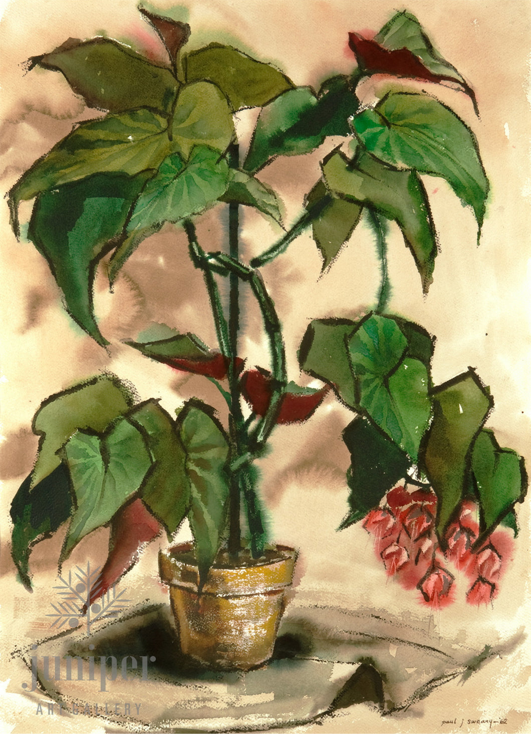 Angel Wing Begonia, reproduction from original watercolor by Paul J Sweany