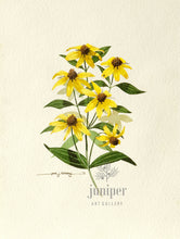 Black Eyed Susans (reproduction from original watercolor by Paul J Sweany)