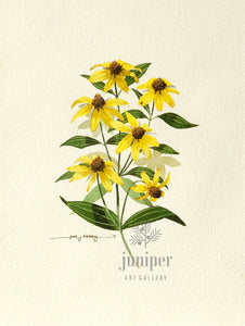 Black Eyed Susans, giclee reproduction from original watercolor (1978) by Paul J Sweany