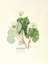Blood Root (reproduction from original watercolor by Paul J Sweany)