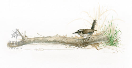 Canyon Wren by Paul J Sweany, reproduction from original watercolor