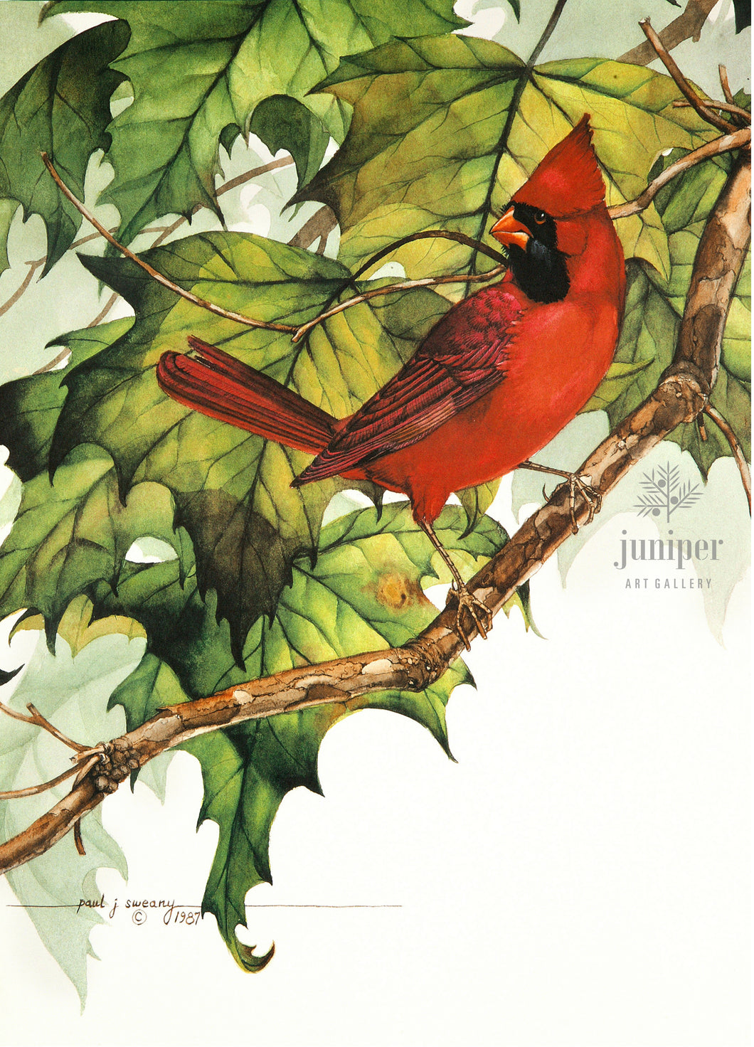 Cardinal on  Sycamore Branch by Paul J Sweany