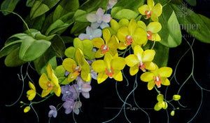 PJS-Reproduction - Cascading Phalaenopsis by Paul J Sweany
