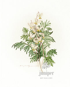 Dutchman's Breeches (reproduction from original watercolor by Paul J Sweany)