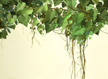 Grapevines (reproduction from original watercolor by Paul J Sweany)