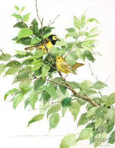 Hooded Warblers (reproduction from original watercolor by Paul J Sweany)