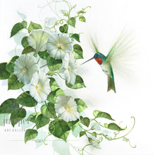 Hummingbird on Morning Glory (reproduction from original watercolor by Paul J Sweany)