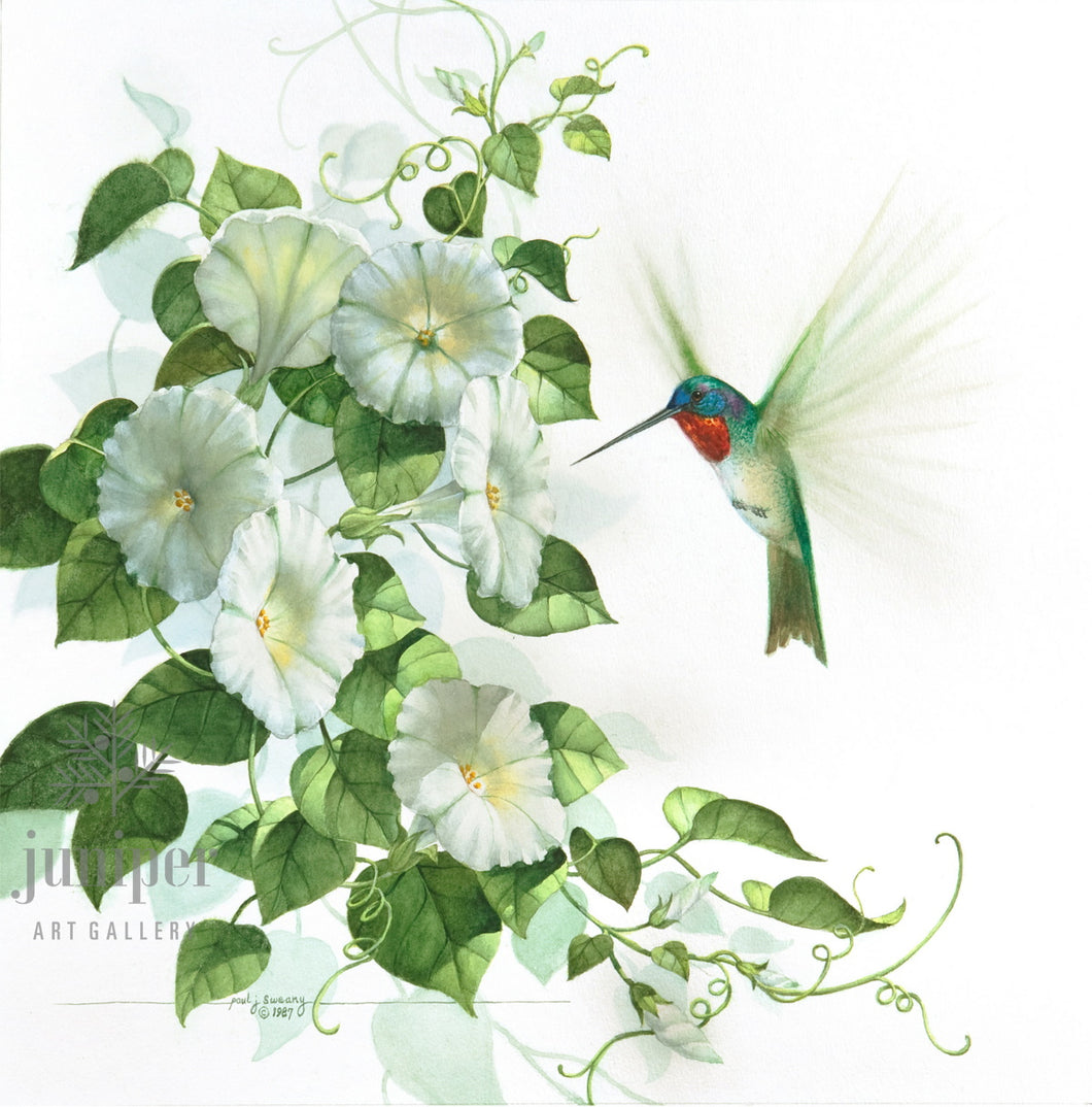 Hummingbird & Morning Glories, giclee reproduction from original watercolor by Paul J Sweany