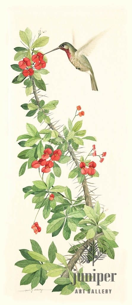 Hummingbird on Crown of Thorns, reproduction from watercolor by Paul J Sweany