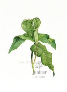 Jack in the Pulpit (reproduction from original watercolor by Paul J Sweany)