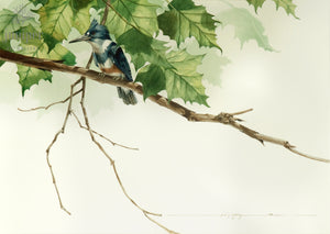 Kingfisher on Sycamore Branch by Paul J Sweany, reproduction from original watercolor 