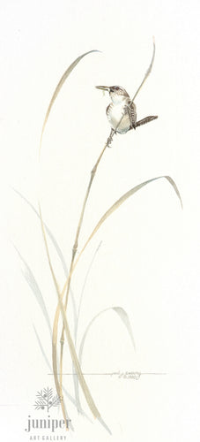 Marsh Wren by Paul J Sweany, reproduction from original watercolor 