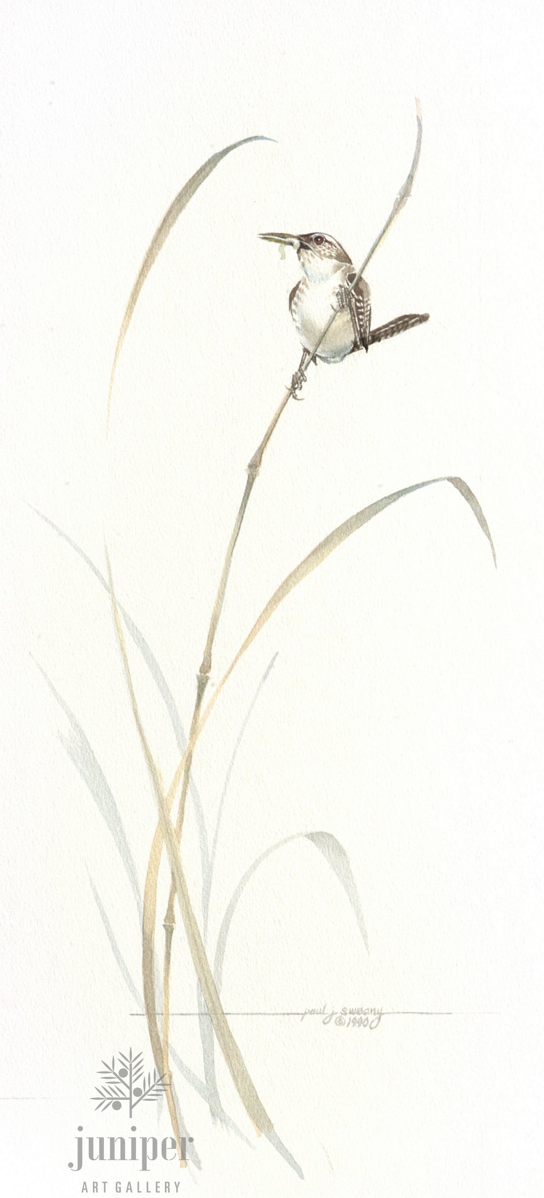 Marsh Wren by Paul J Sweany, reproduction from original watercolor 